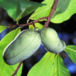 Asimina trilobada Paw paw